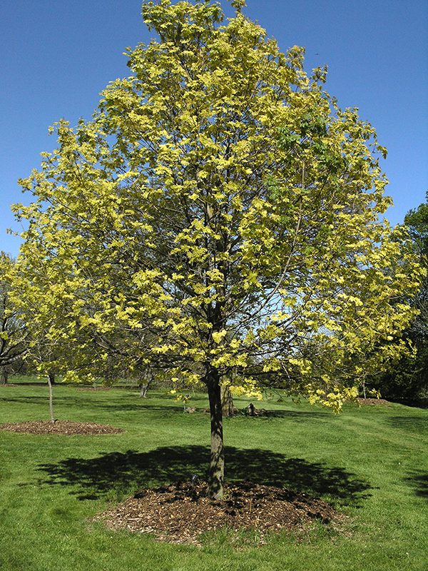 Acer platanoides 'Drumondii'.